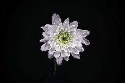 Close-up of white flower against black background