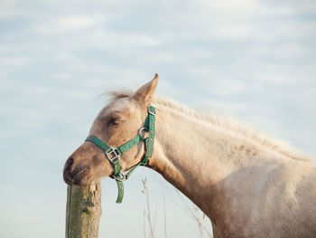 Close-up of horse against sky