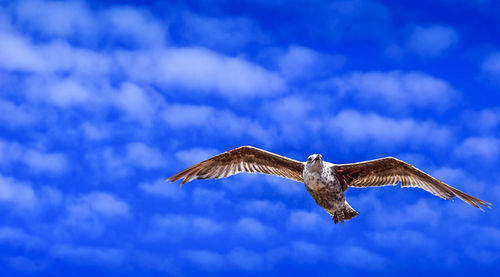 Low angle view of eagle flying in sky