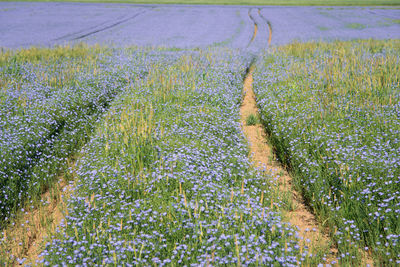 High angle view of flowers growing on field