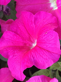 Close-up of pink flower