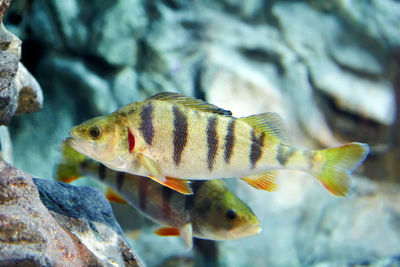 Fish swimming in sea