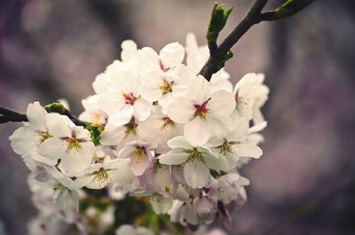 Close-up of white flowers