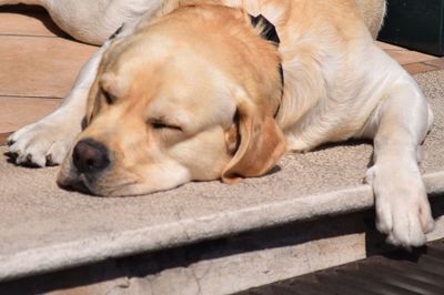 Close-up of dog sleeping