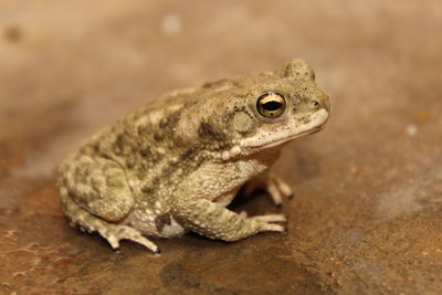 Close-up of lizard