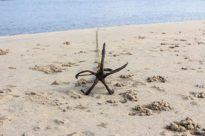 High angle view of lizard on beach