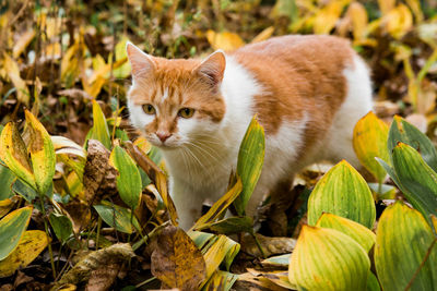 Portrait of a cat