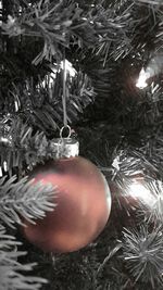 Christmas tree in background