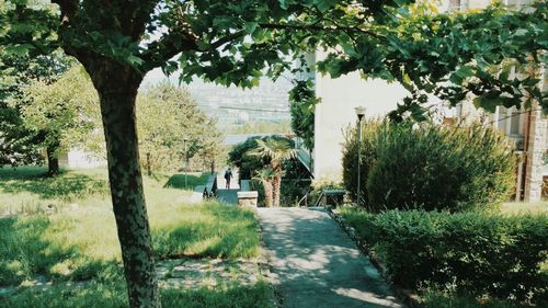 Footpath in garden