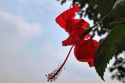 Low angle view of red hibiscus flower against sky