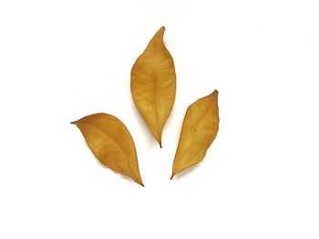 Close-up of autumn leaf against white background