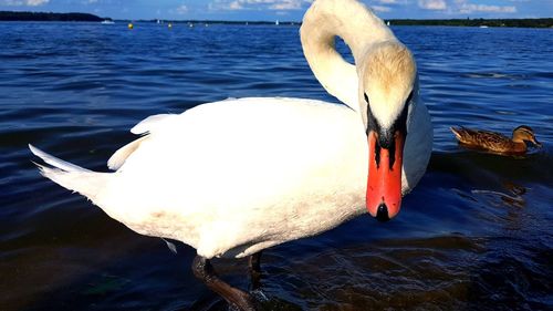 View of swan in lake