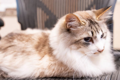 Close-up of cat looking away