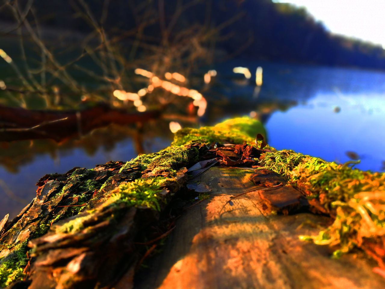 CLOSE-UP OF LOG ON ROCK AGAINST LAKE