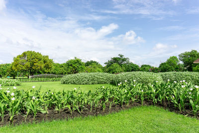 Green garden with geometric bush and shrub, decoration flowering plant blooming on green grass lawn