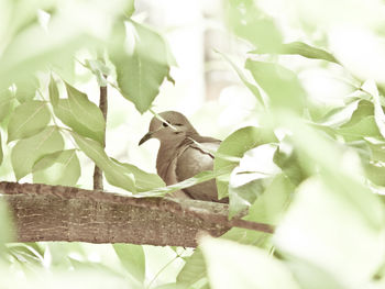 Bird perching on leaf