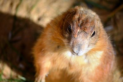 A cute and brown rodent standing