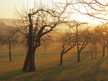 Bare trees on field against sky