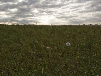 Scenic view of grassy field against cloudy sky