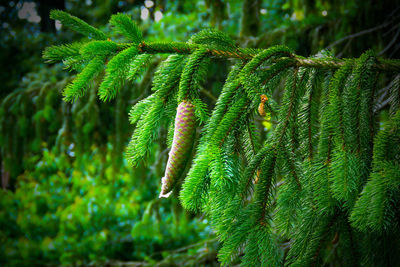 Close-up of pine tree