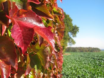 Close-up of maple leaves on field against sky