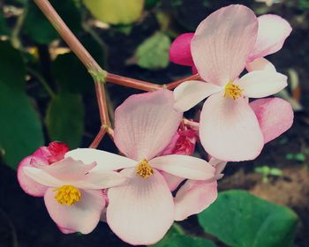 Close-up of pink flowers