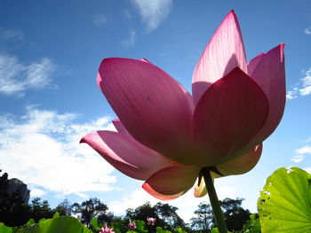 Low angle view of pink water lily against sky