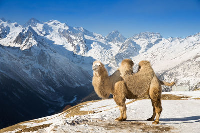 View of a horse on snow covered mountain