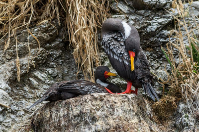 Close-up of bird perching on rock