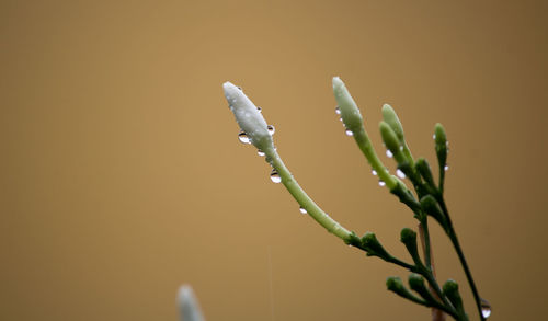 Close-up of wet plant