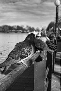 Close-up of birds perching on railing against sky