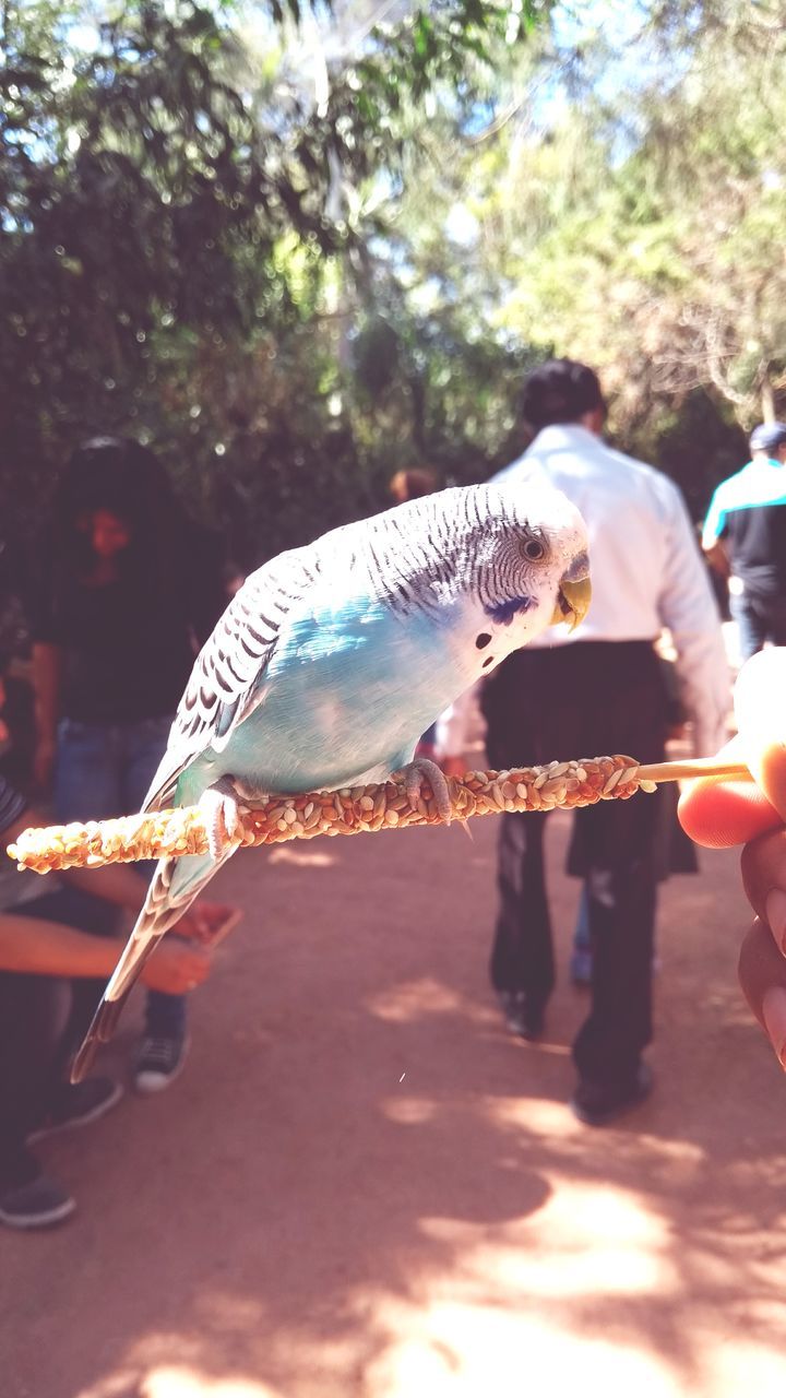 CLOSE-UP OF BIRDS PERCHING ON HAND