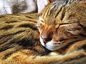 Close-up of cat sleeping