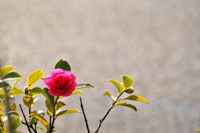Close-up of pink rose plant