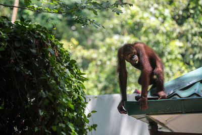 Monkey sitting on tree