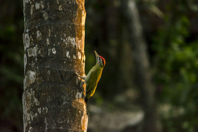 Close-up of a bird on tree trunk