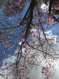 Low angle view of cherry blossoms in spring