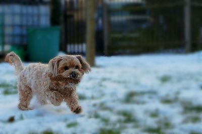 Puppy running on snow covered field