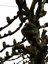 Low angle view of tree against clear sky