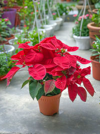 Close-up of red rose potted plant