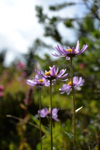 Close-up of purple flowers