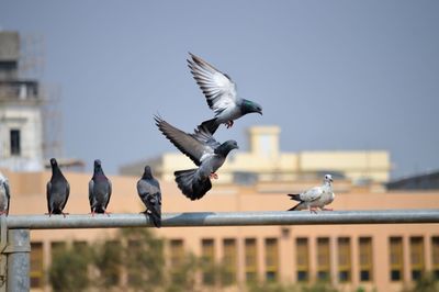 Pigeons flying against the sky