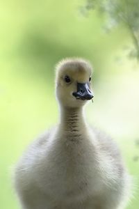 Close-up of a bird