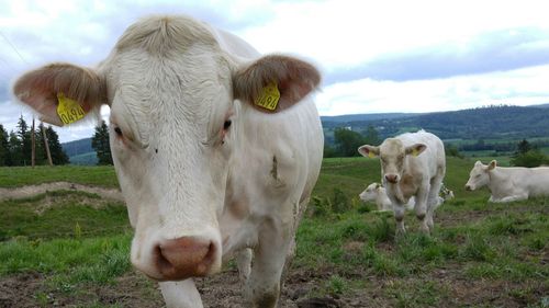 Close-up of cattle on field at hill