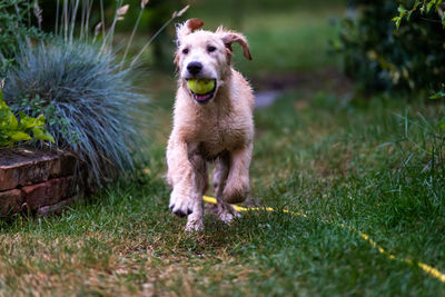 Dogs running on field