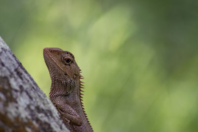 Close-up of a lizard on a tree