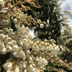 Close-up of white flowering plant