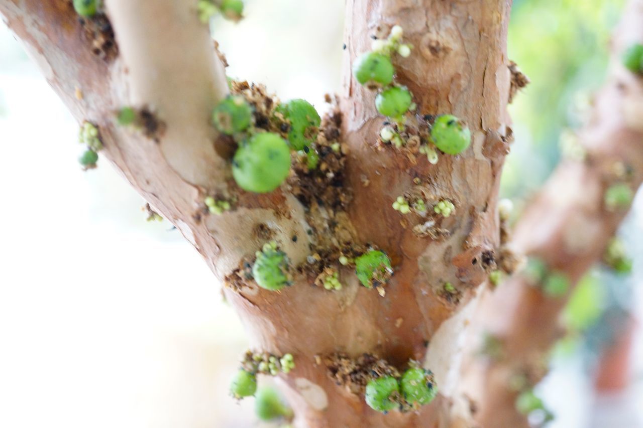 tree trunk, trunk, close-up, plant, tree, growth, day, selective focus, no people, nature, focus on foreground, textured, outdoors, moss, plant bark, branch, green color, wood - material, lichen, animal wildlife, bark