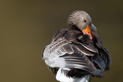 Close-up of bird against gray background