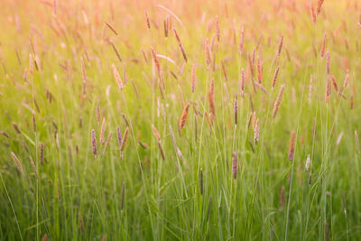 View of stalks in field